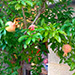  Persimmon tree in front of a shop in Piazza Angeli.