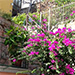 Bouganvilla growing on a stairway leading to public park area at the end of the main street in Riomaggiore.