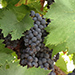 Close up of wine grapes growing next to the road.